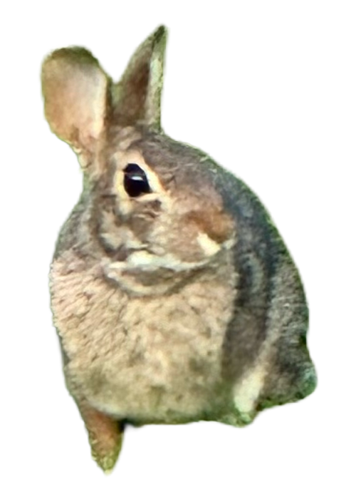 Hovered Rabbit