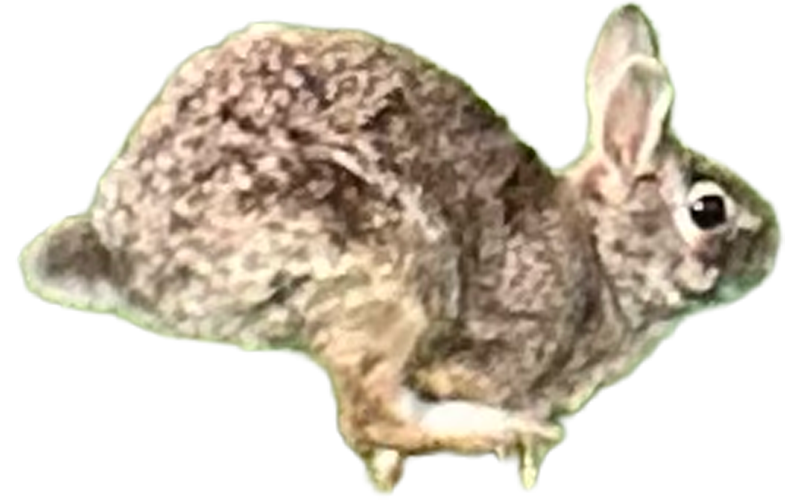 Moving Rabbit