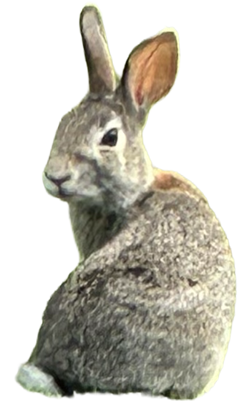 Rabbit3