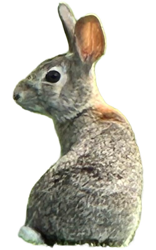 Rabbit4