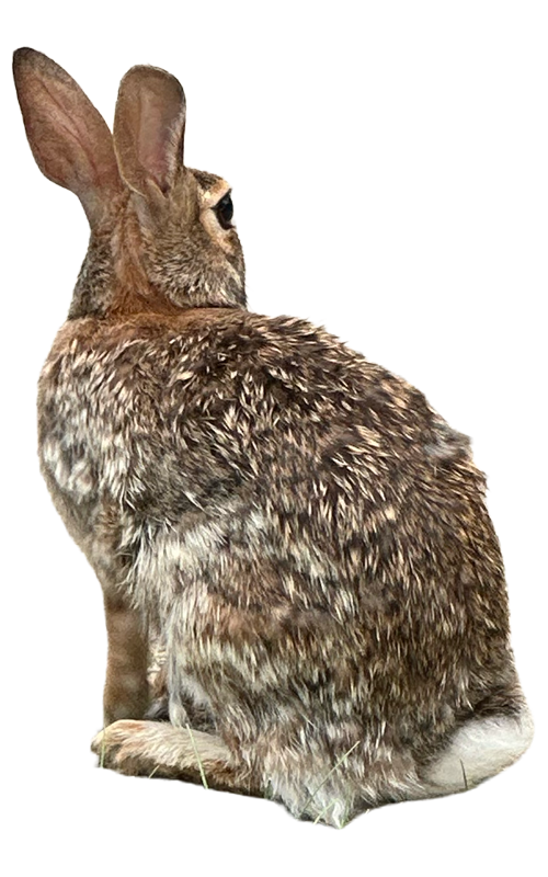rabbit5