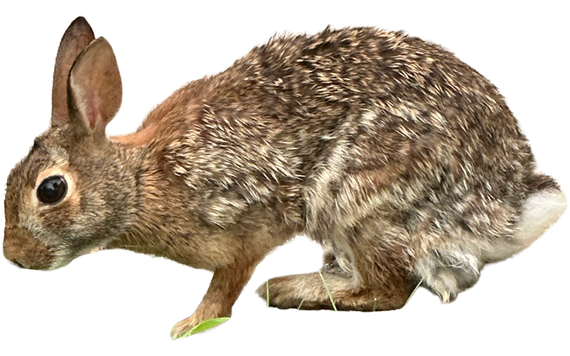 rabbit6