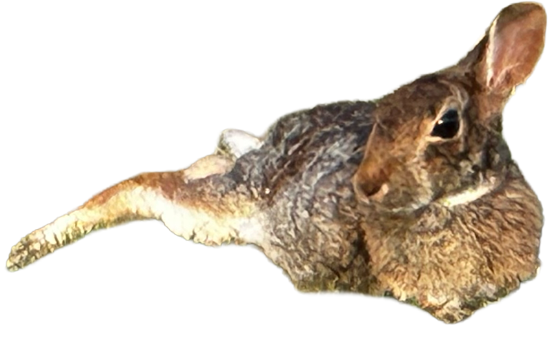 rabbit7