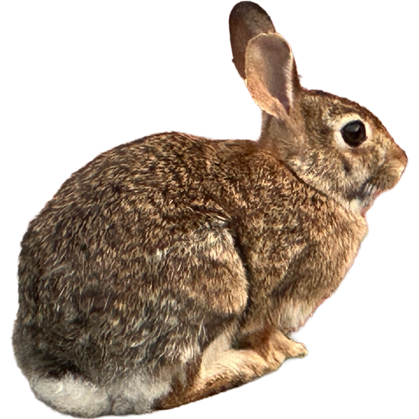 rabbit8